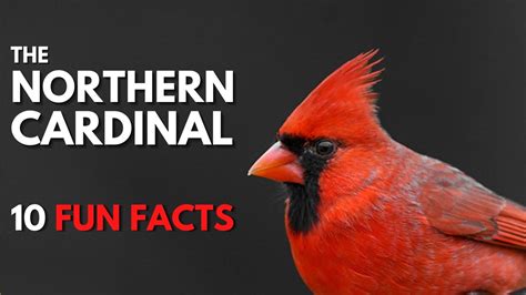 origin of the word cardinal.